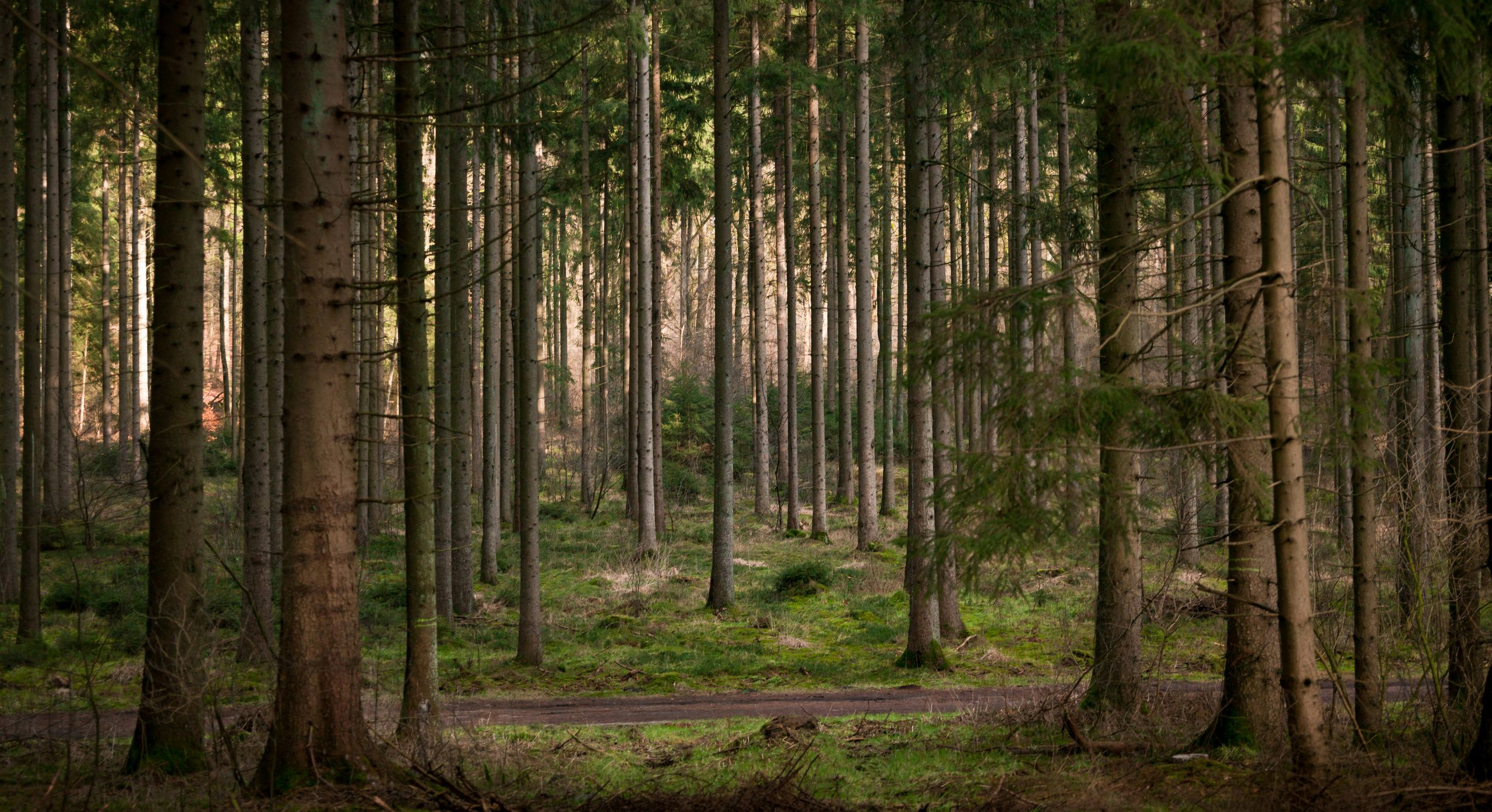 Evergreen forest in low light.