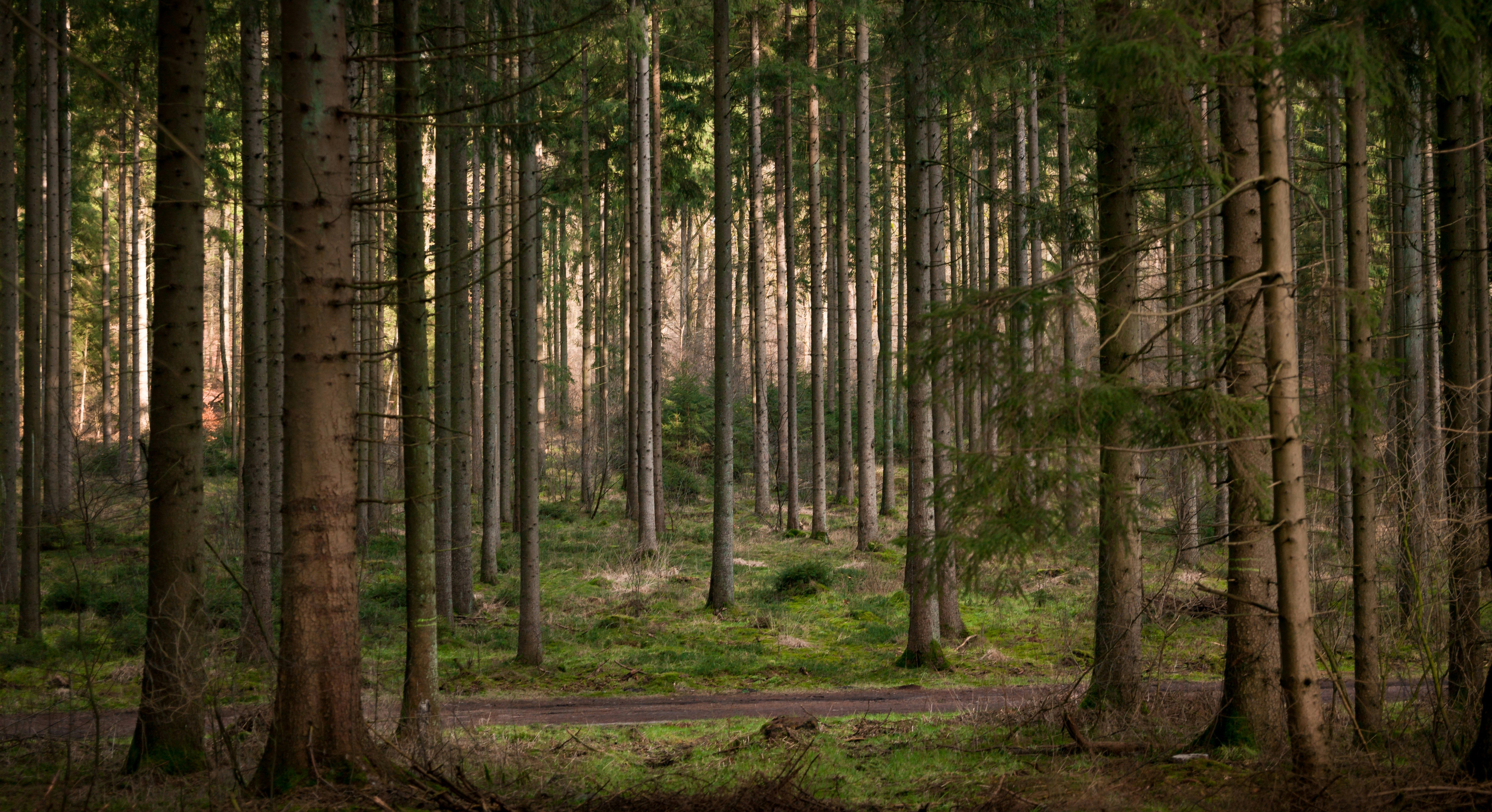 Evergreen forest in low light.
