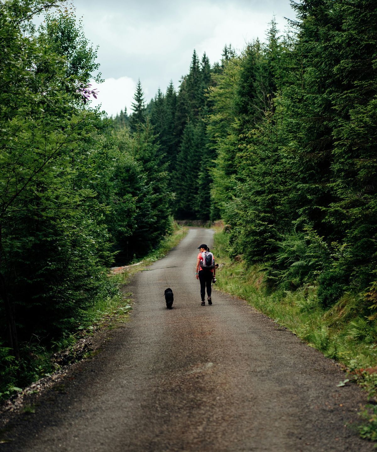 A person and a dog walking away down a narrow road between tall conifers.